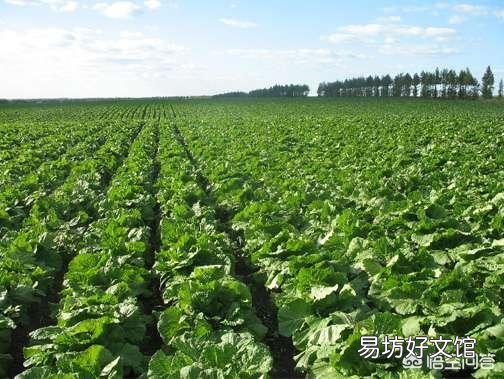 白菜种得早了,为什么会烂?