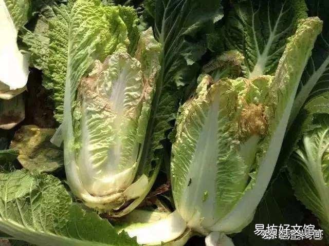 白菜种得早了,为什么会烂?