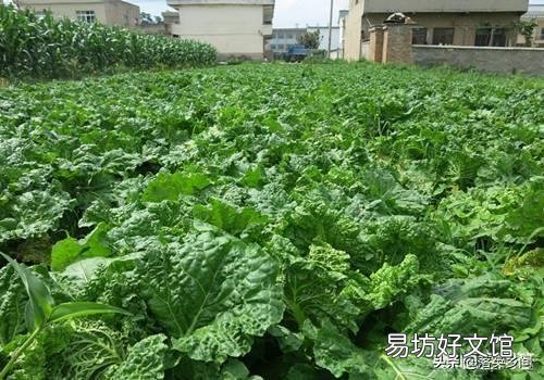 白菜种得早了,为什么会烂?