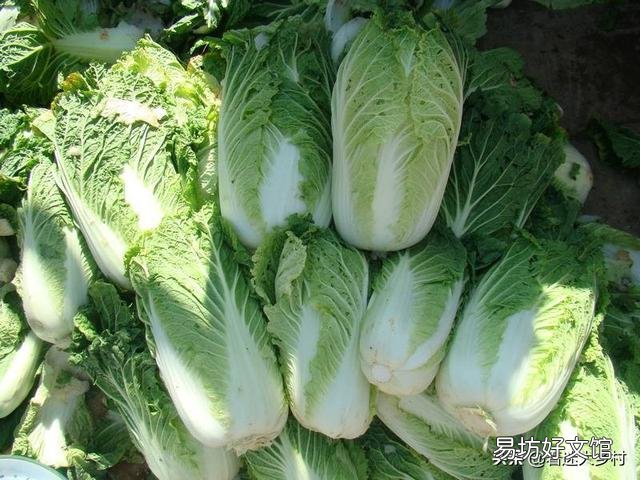 白菜种得早了,为什么会烂?