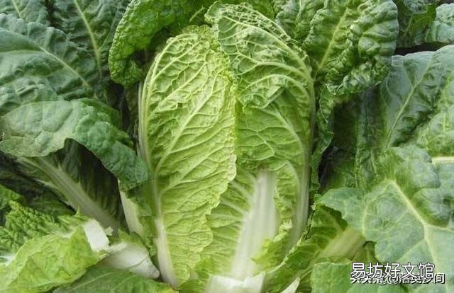 白菜种得早了,为什么会烂?