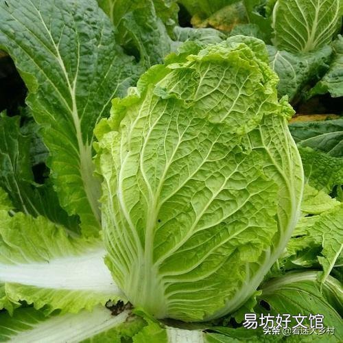 白菜种得早了,为什么会烂?