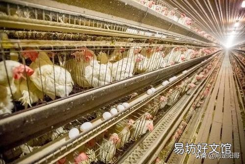 2020年以来鸡蛋价格为何一路下降会比菜价都便宜?