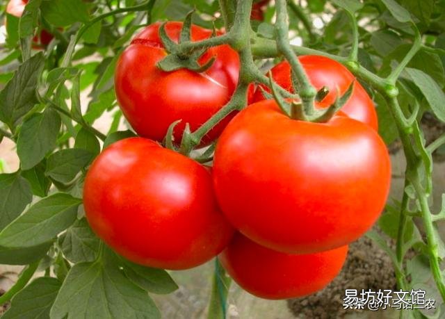 如何防止番茄植株早衰?怎样延长番茄结果期?