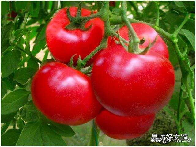 如何防止番茄植株早衰?怎样延长番茄结果期?