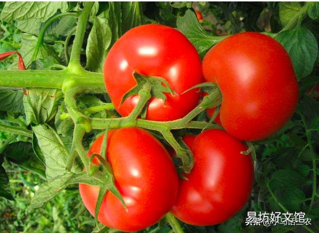 如何防止番茄植株早衰?怎样延长番茄结果期?