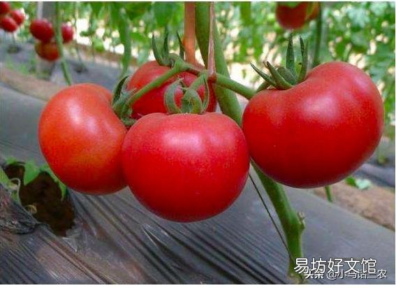 如何防止番茄植株早衰?怎样延长番茄结果期?
