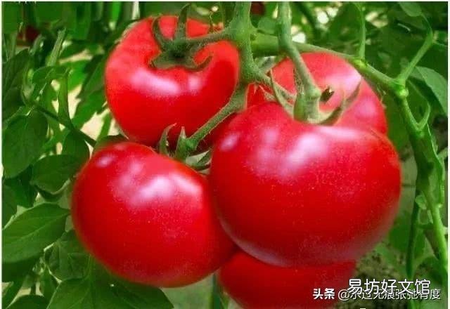 如何防止番茄植株早衰?怎样延长番茄结果期?