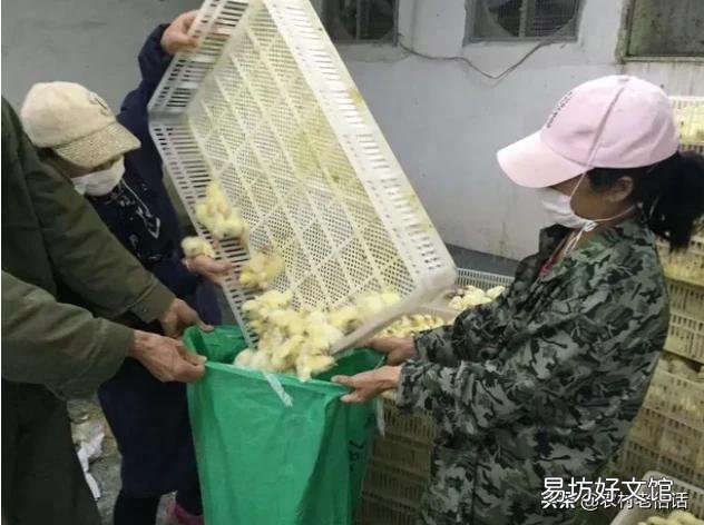 疫情对农业现阶段生产是否影响严重?