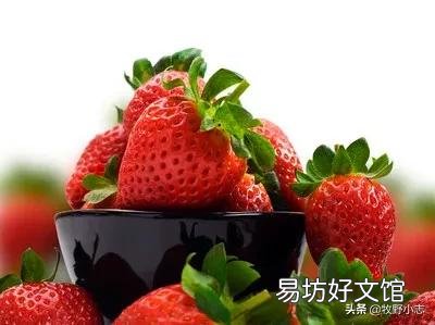 现在农村大棚草莓卖不出,果农该怎么办?