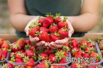 现在农村大棚草莓卖不出,果农该怎么办?
