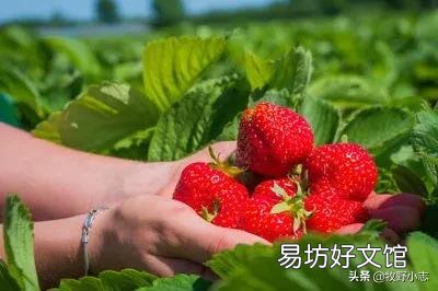 现在农村大棚草莓卖不出,果农该怎么办?