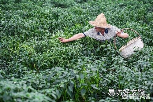 辣椒夏天为什么会出现歇伏?如何防止?