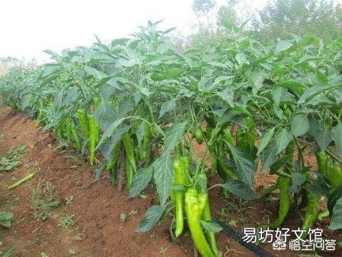 辣椒夏天为什么会出现歇伏?如何防止?