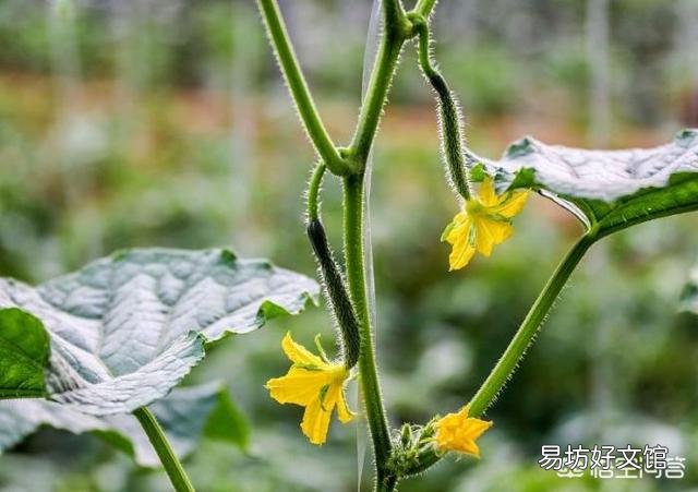 8月份种什么青菜好?