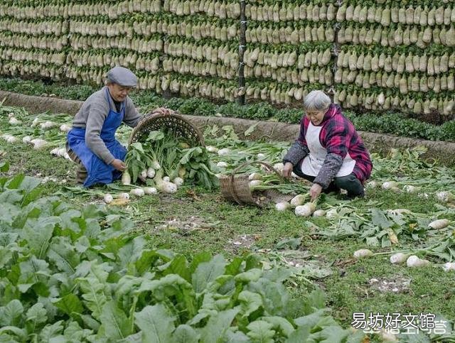 8月份种什么青菜好?
