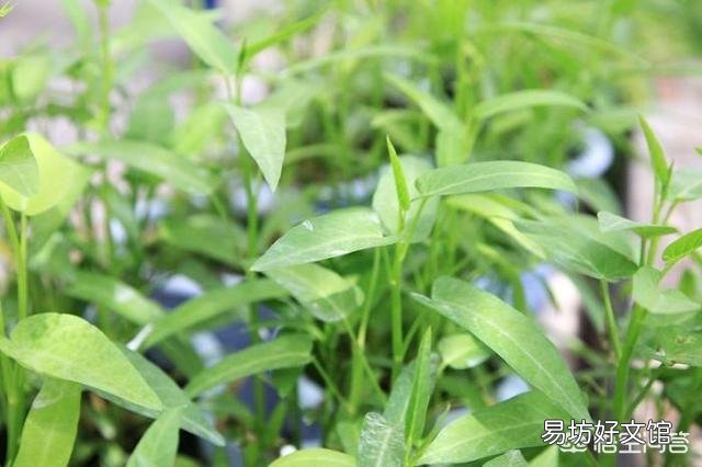 8月份种什么青菜好?