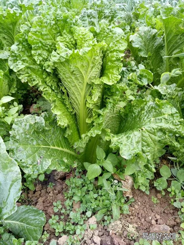 8月份种什么青菜好?