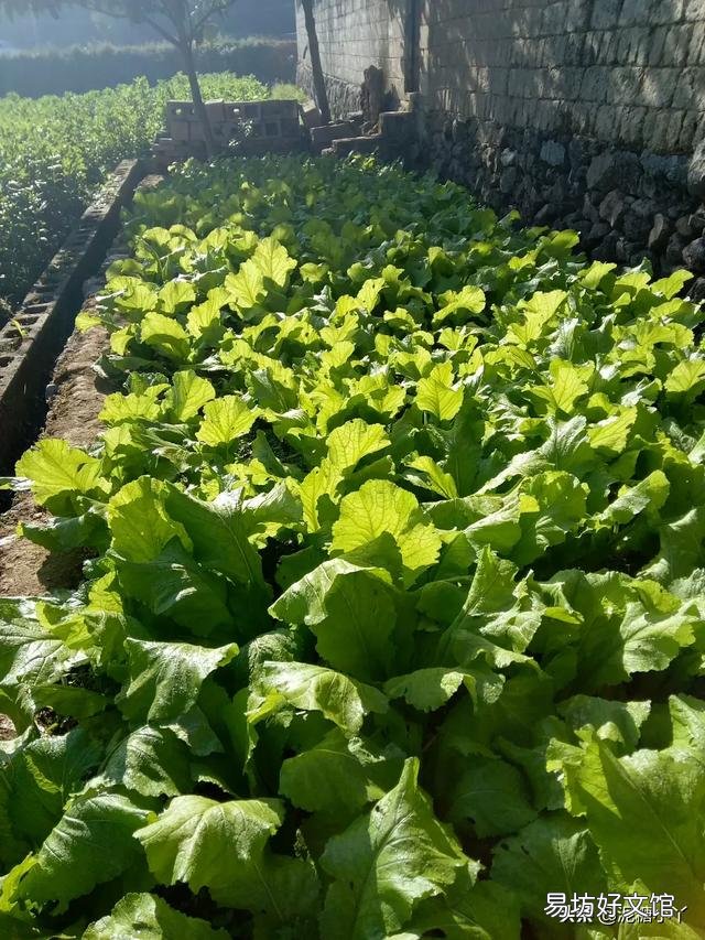 8月份种什么青菜好?
