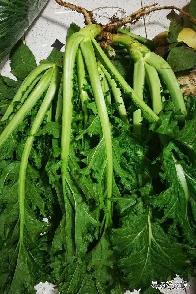 8月份种什么青菜好?