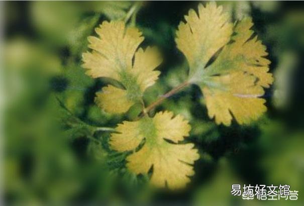 如何解决香菜种植重茬问题?