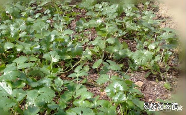 如何解决香菜种植重茬问题?