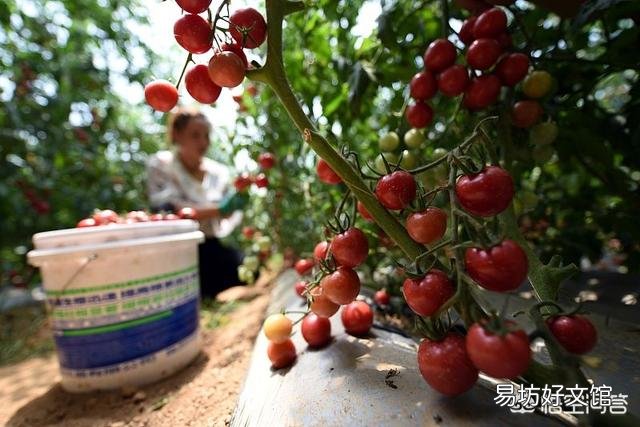温室番茄种植中出现徒长苗,怎样防止温室番茄秧徒长?