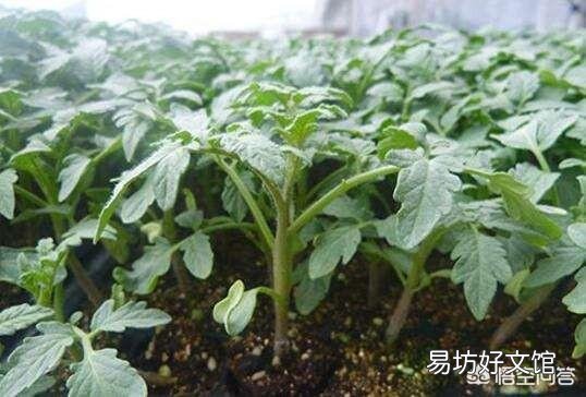 温室番茄种植中出现徒长苗,怎样防止温室番茄秧徒长?
