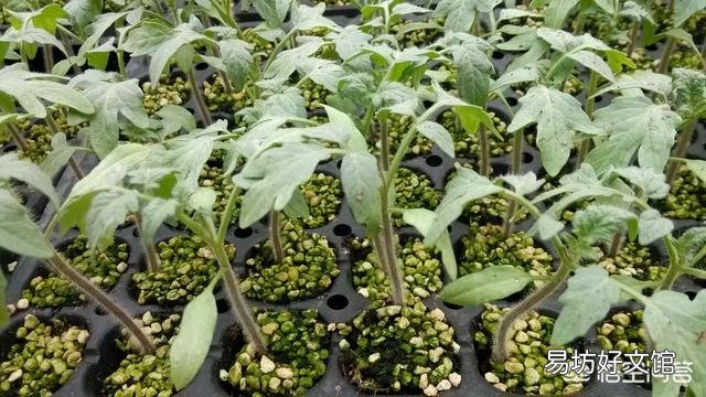 温室番茄种植中出现徒长苗,怎样防止温室番茄秧徒长?