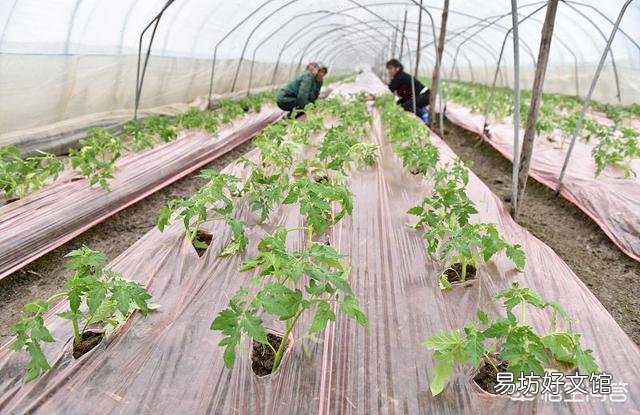 温室番茄种植中出现徒长苗,怎样防止温室番茄秧徒长?