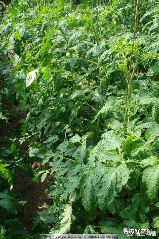 温室番茄种植中出现徒长苗,怎样防止温室番茄秧徒长?