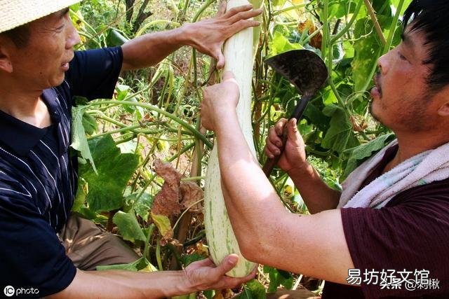 在农村能多次收割的蔬菜有哪些?