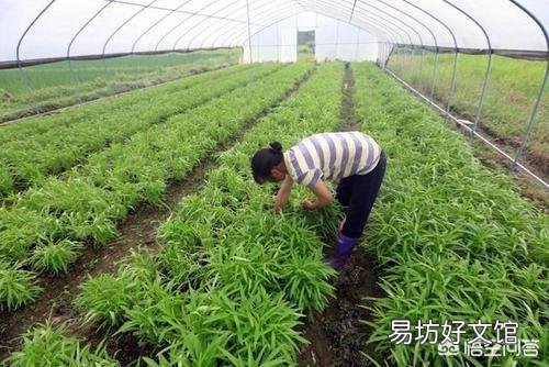 在农村能多次收割的蔬菜有哪些?