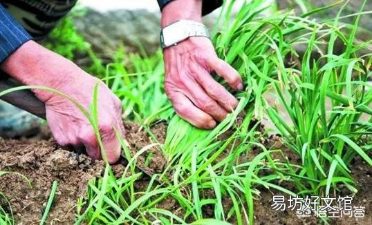 在农村能多次收割的蔬菜有哪些?