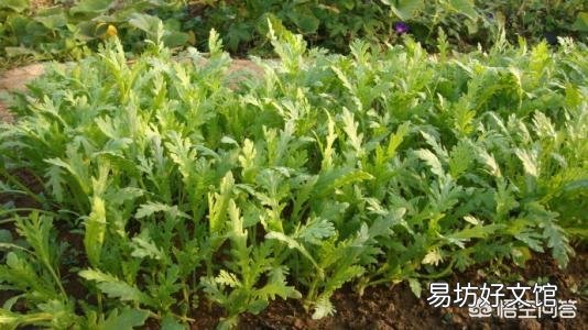 在农村能多次收割的蔬菜有哪些?