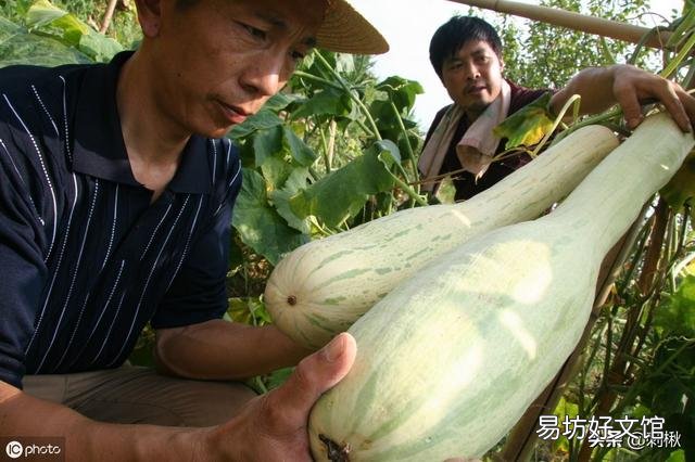 在农村能多次收割的蔬菜有哪些?