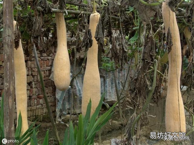 在农村能多次收割的蔬菜有哪些?