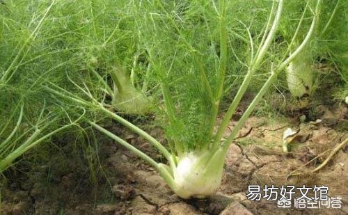 在农村能多次收割的蔬菜有哪些?