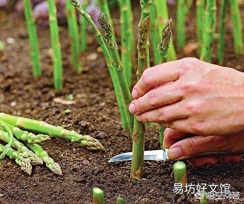 在农村能多次收割的蔬菜有哪些?