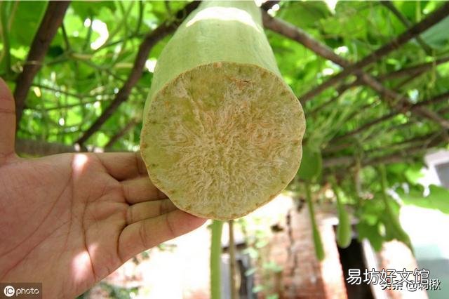 在农村能多次收割的蔬菜有哪些?