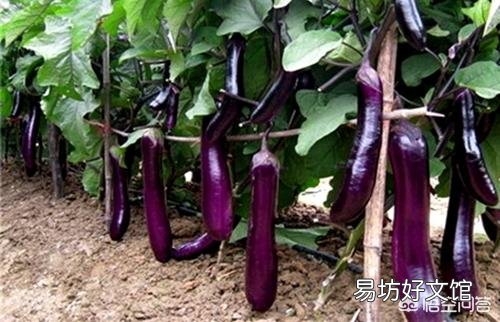 茄子怎样管理才能丰产?