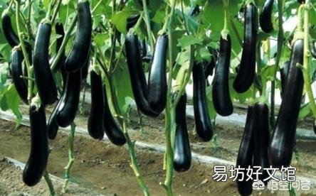 茄子怎样管理才能丰产?