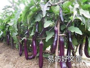 茄子怎样管理才能丰产?