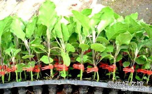 茄子怎样管理才能丰产?