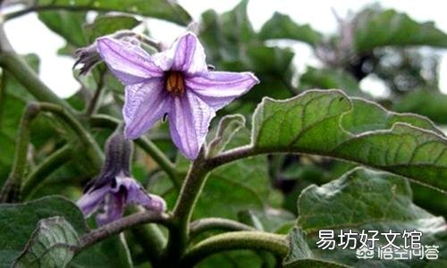 茄子怎样管理才能丰产?