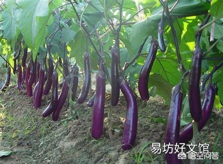 茄子怎样管理才能丰产?