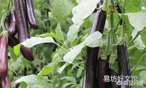 茄子怎样管理才能丰产?