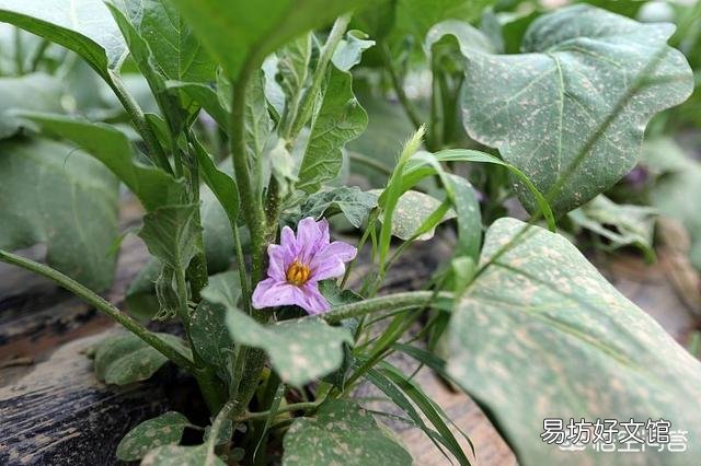 茄子怎样管理才能丰产?