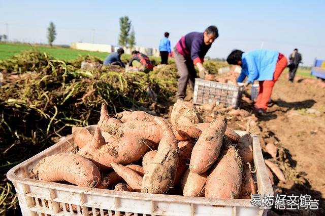 红薯一般在什么样的土地能高产？高产的因素有哪些？