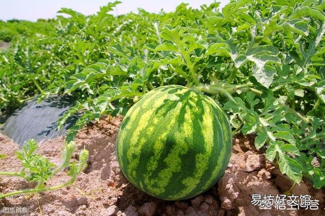 怎样施肥才能种植出高产优质的西瓜？有哪些好的建议和需要注意的问题？